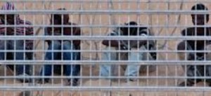 Eritrean refugee Israel