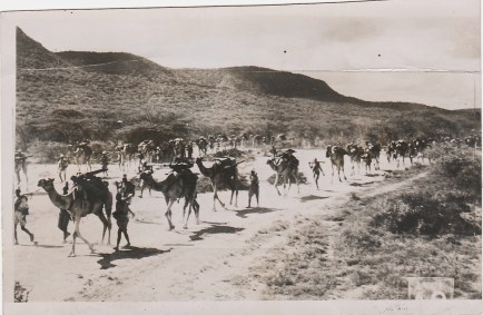 Italian camel corps