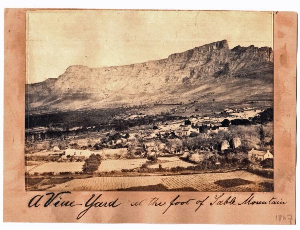 Vinyards Cape Town 2