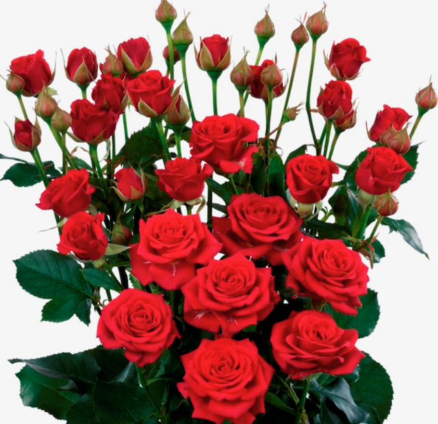 Eutopian Roses Valentine’s Day Romance — Where Do Your Roses Come From? – Martin Plaut
