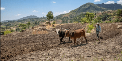 Tigray Farmer ploughing