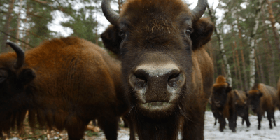 European Bison