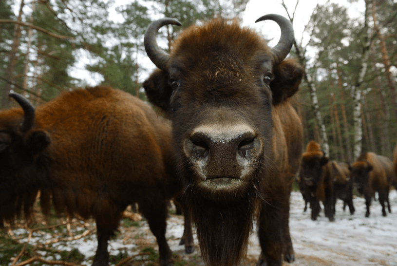 European Bison