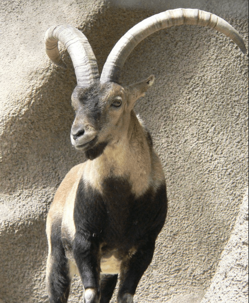 Ibex