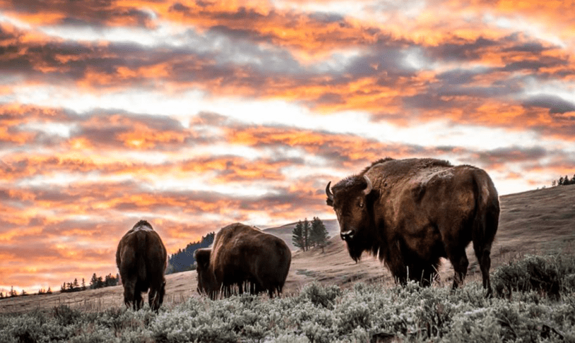 American Bison