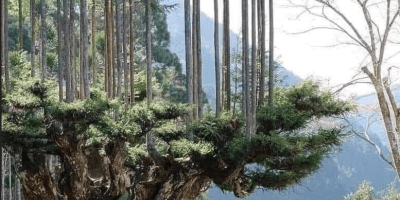 Daisugi traditional tree growing in Japan