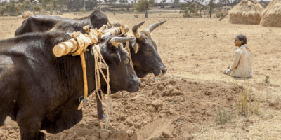 Ploughing in Tigray