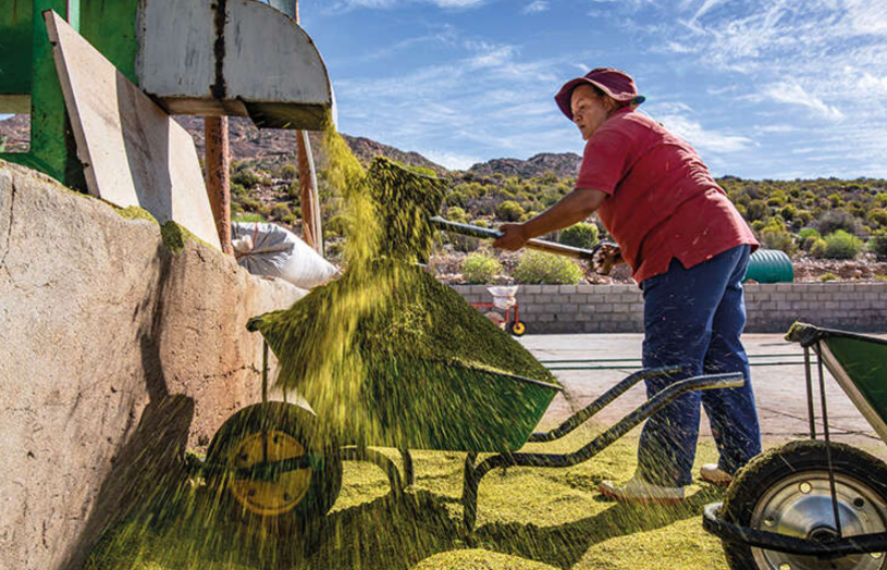 Rooibos tea worker